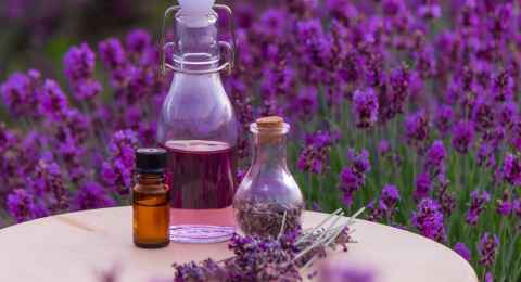 jars with lavender oil, lavender flowers, on the background of a lavender field.