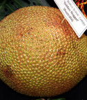 Golden Nugget Jackfruit