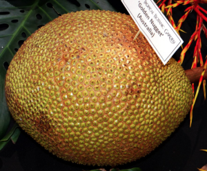 Golden Nugget Jackfruit