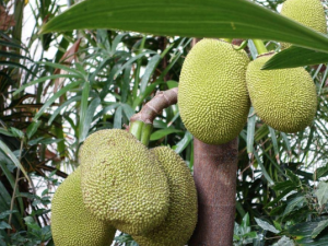 Dang Rasimi jackfruit