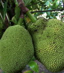 NS1 jackfruit