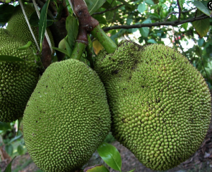 NS1 jackfruit