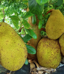 Cheena jackfruit