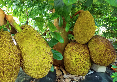 Cheena jackfruit