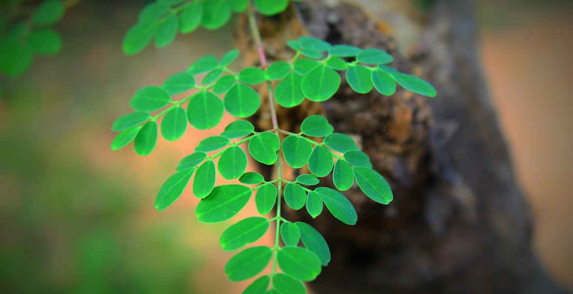 leaves on a branch of a moringa plant in the blurred background