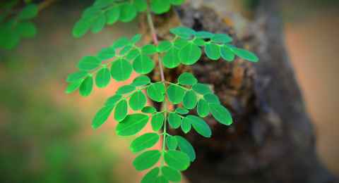 leaves on a branch of a moringa plant in the blurred background