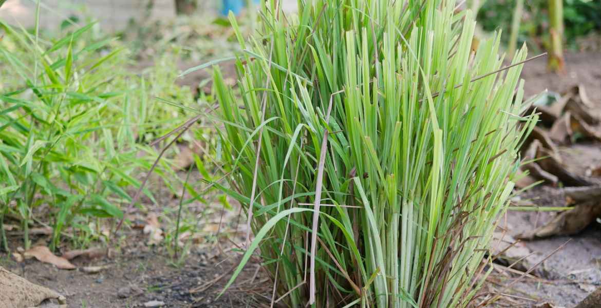 lemongrass growing healthily on the ground in the garden / backyard