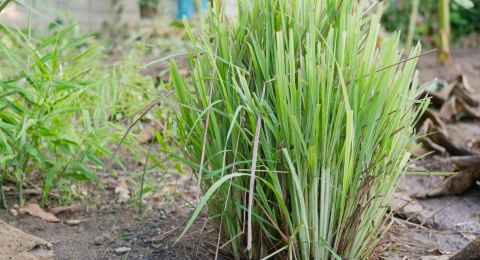 lemongrass growing healthily on the ground in the garden / backyard