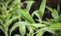 garden sage in spring, salvia officinalis plants grow in herb garden