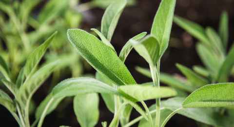 garden sage in spring, salvia officinalis plants grow in herb garden