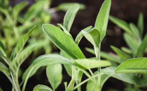 garden sage in spring, salvia officinalis plants grow in herb garden