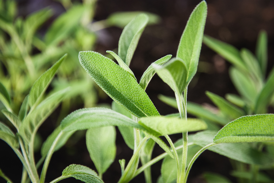 garden sage in spring, salvia officinalis plants grow in herb garden