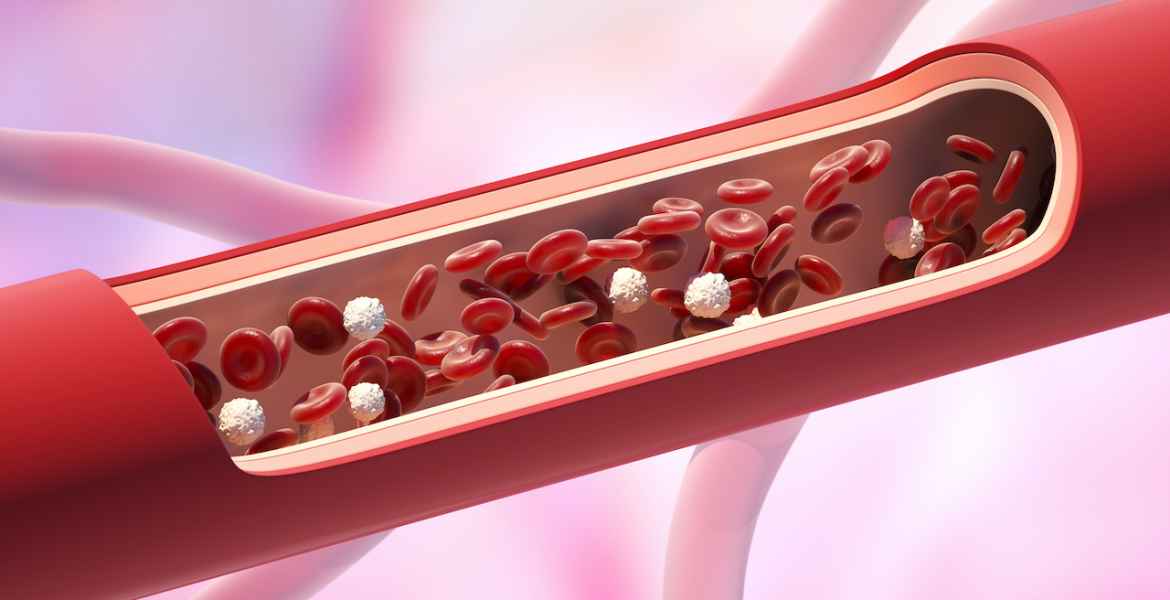 red and white blood cells in the vein. leukocyte normal level