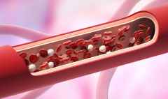 red and white blood cells in the vein. leukocyte normal level