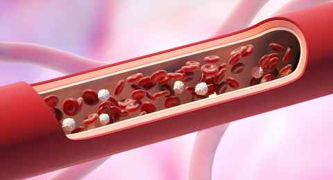 red and white blood cells in the vein. leukocyte normal level