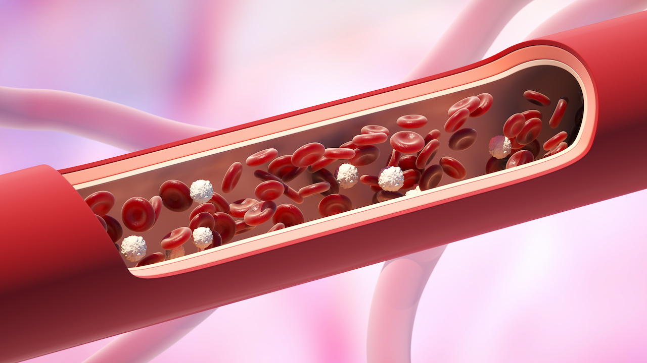 red and white blood cells in the vein. leukocyte normal level