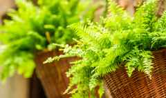 fern in a wicker basket hanging on the wall