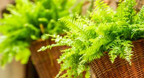 fern in a wicker basket hanging on the wall