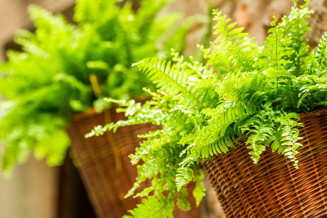 fern in a wicker basket hanging on the wall